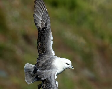 fulmar040715 Fulmar Marine Drive, Isle of Man
