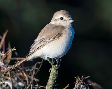 isabellineshrike111015b Isabelline Shrike Beeston, Norfolk