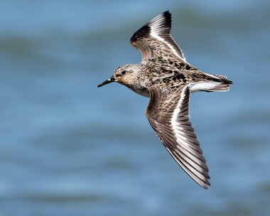 sanderling010815e Sanderling Smeale, Isle of Man