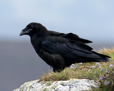 raven070516