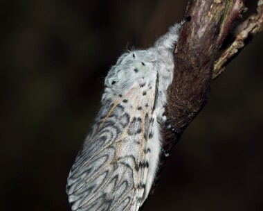 pussmoth160518 Puss Moth Dalby Mountain, Isle of Man