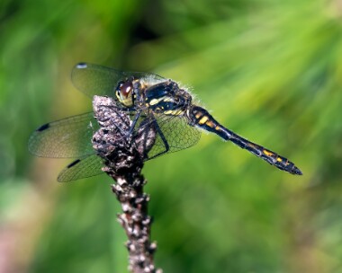 blackdarter170819 Black Darter Stoney Mountain, Isle of Man