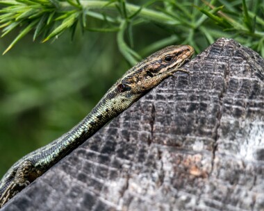commonlizard200619 Common Lizard RSPB Arne, Dorset