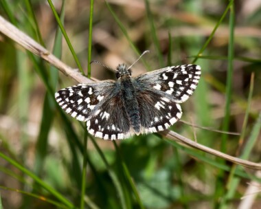 grizzledskipper040519 Grizzled Skipper Twyford Wood, Lincolnshire (Video grab)