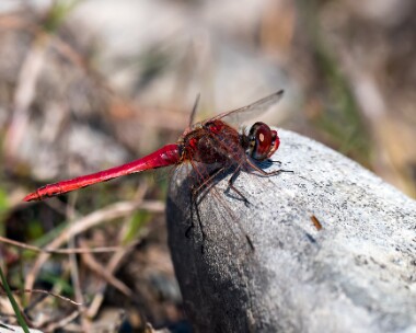 redveineddarter200719 Red-veined Darter Isle of Man