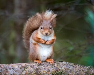 squigs060320 Red Squirrel Nethybridge, Scotland