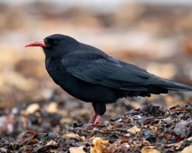 chough181025b Chough Langness, Isle of Man