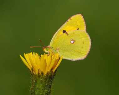 cloudedyellow020925 Clouded Yellow Peel, Isle of Man