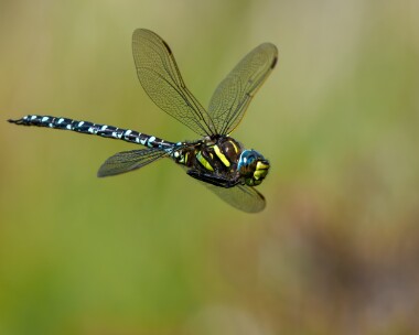 commonhawker190725 Common Hawker Stoney Mountain, Isle of Man