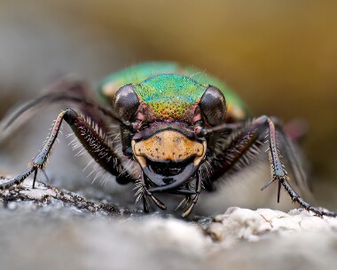 greentigerbeetle190625s Green Tiger Beetle Creag Meagaidh, Scotland
