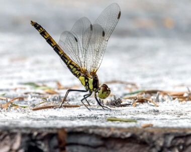 highlanddarter200625 Highland Darter Tomdoun, Scotland