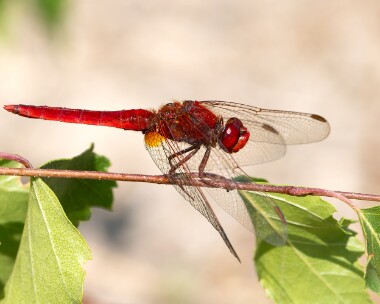 scarletdarter050825s Scarlet Darter Silverlakes, Dorset