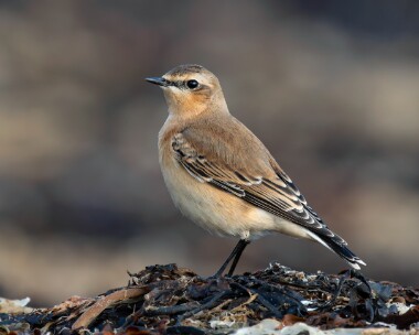 wheatear171025 Northern Wheatear Derbyhaven, Isle of Man