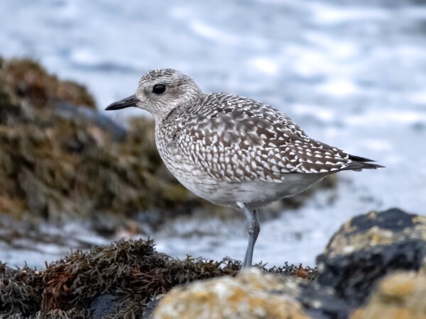 2026 120 bird Challenge