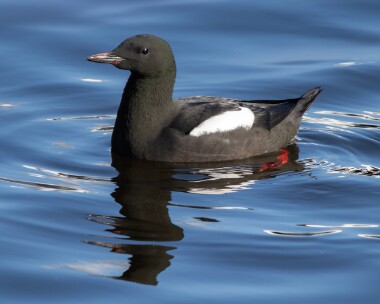blackguillemot220226 67. Black Guillemot Peel, Isle of Man