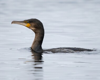 cormorant080226 58. Cormorant Kerrowdhoo, Isle of Man