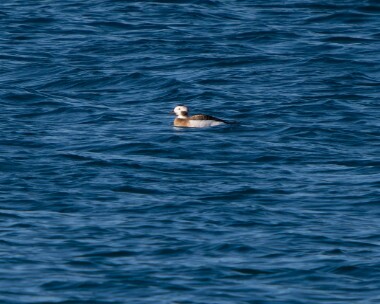 longtailedduck280226 60. Long-tailed Duck Derbyhaven, Isle of Man