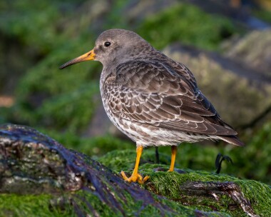 purplesandpiper220226 52. Purple Sandpiper Peel, Isle of Man