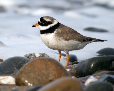 ringedplover220226b 68. Ringed Plover Point of Ayre, Isle of Man