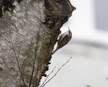 treecreeper140226 59. Treecreeper Douglas, Isle of Man