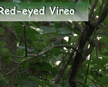 REV Red-eyed Vireo Cornwall